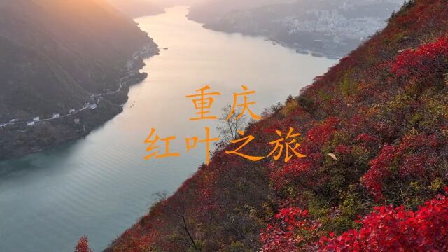 又是巫山红叶时,观巫山红叶,享鸿运连连.#人间胜景火红巫山#夔门#白帝城#大美中国