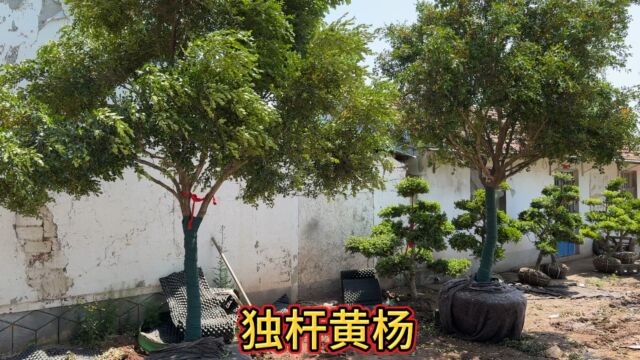 6棵不同粗细的独杆黄杨树低价处理,移栽全冠,庭院别墅绿化首选