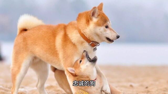 狗对它的主人有多忠诚呢