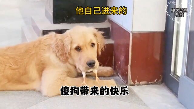 盘点那些傻狗带来的快乐