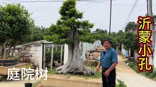 走进山东大型盆景第一村,80%的景观树从这个小山村发出,不简单 #对节白蜡 #地景