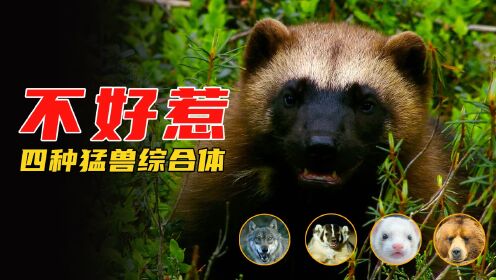 狼獾堪称“最不好惹”动物之一，集合四种猛兽的血脉，动物纪录片_高清1080P在线观看平台_腾讯视频
