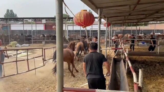 在北方一家大型马匹交易市场里,正在进行一场马匹驱赶交易行动