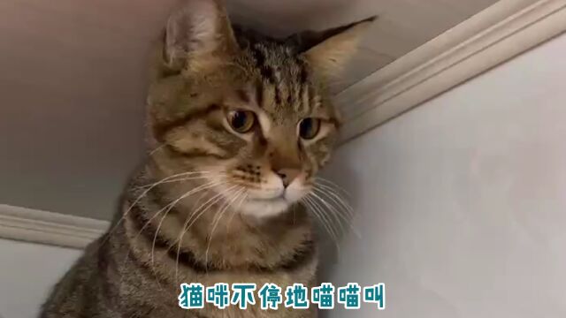 猫咪“喵喵叫”的5大含义,很多人都忽视了!