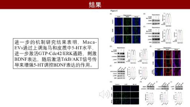 iMeta | 齐素华/顾兵/罗兰/王亮揭示玛咖来源细胞外囊泡可通过脑肠轴促进五羟色胺释放改善抑郁症