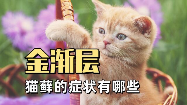 金渐层猫藓症状有哪些?别还傻傻的不知道