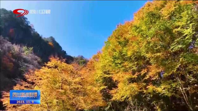 四川新闻联播 | 青川县第十二届红叶节开幕