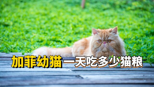 加菲幼猫一天大概吃多少猫粮?我们一起来看看!