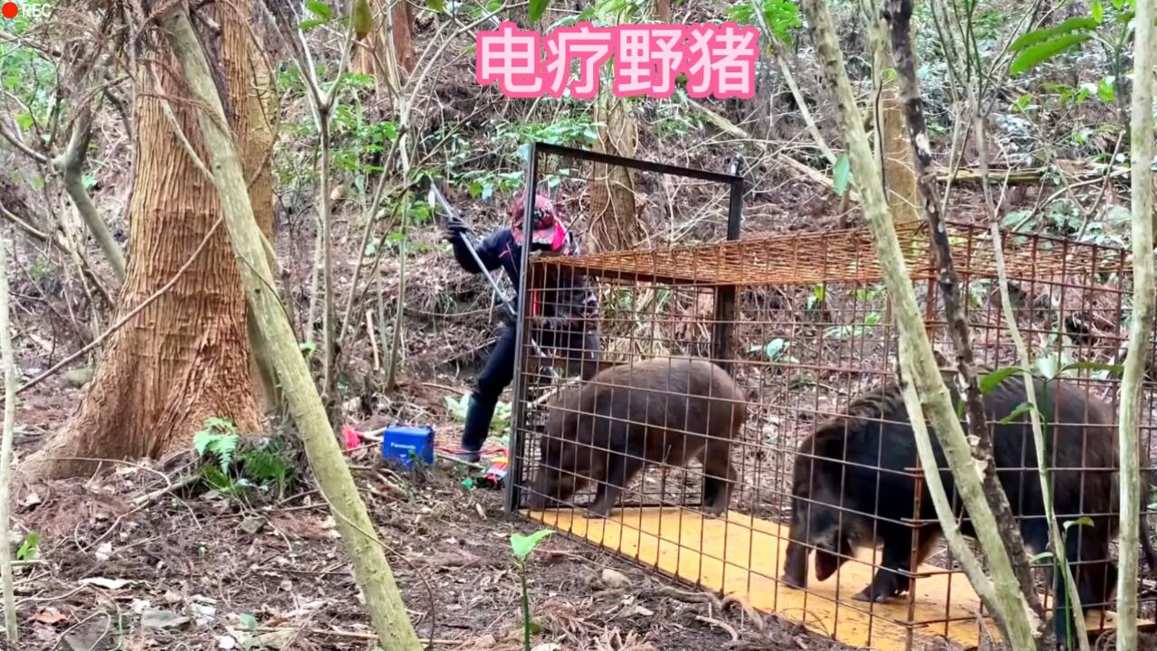 野豬被男子佈設的陷阱給困住了#神奇動物在抖音 #戶外 #國外合法狩獵