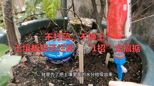 不打药不换土?土壤板结还烂根,“1招”全搞掂