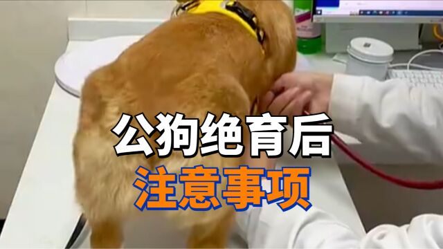 公狗“绝育后”的6个注意事项,铲屎官要牢记!