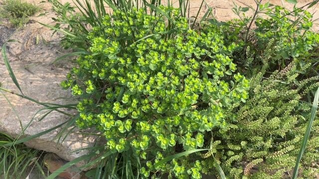 田间一植物全草有毒,其妙用可厉害了,生活中都离不开它