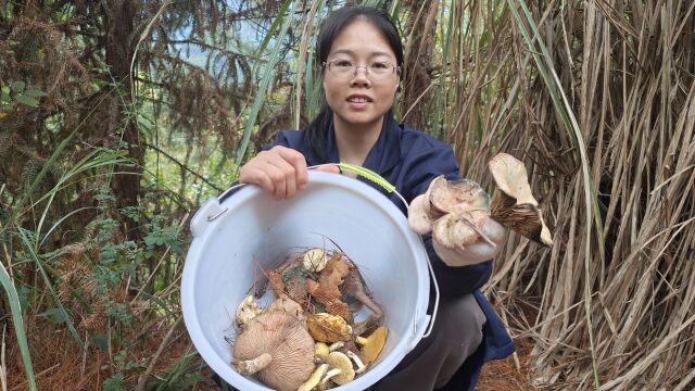 上山转一圈就得一餐枞菌,现在的枞菌一个比一个大,摘得太过瘾了