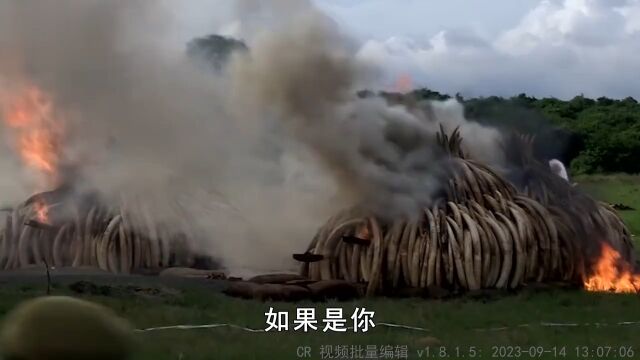 价值超12亿的象牙,为何国家缴获后要白白烧掉?留着卖钱不行吗?象牙科普知识野生动物 1