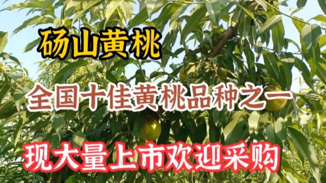 砀山黄桃购销两旺.果农收入一大亮点!砀山特产