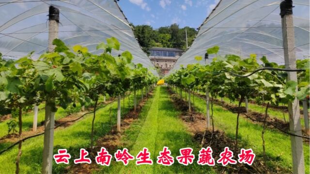 【巩义南山旅游】 云上南岭生态果蔬农场 天然山泉水浇灌,自然纯净无污染! 避雨栽培,减轻病害,拒绝农残! 昼夜温差15℃,自然上糖增甜,口感媲美新...