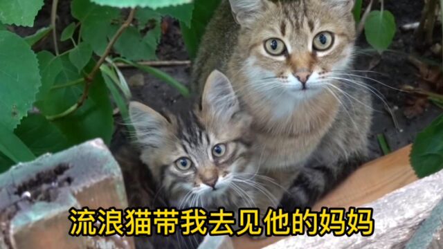 流浪猫带我去见他的妈妈和朋友