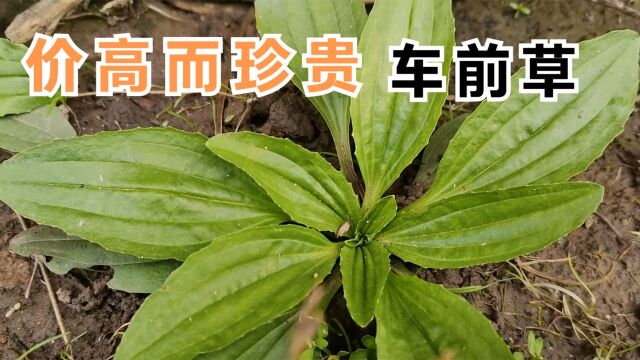 在野外遇到这种野草,切记只摘叶子不要根,价值高而珍贵