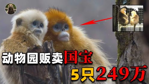 安徽一家动物园249万贩卖5只国宝金丝猴，居然在帮非法狩猎洗白！