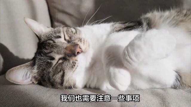 猫咪咬抓怎么办?养猫注意事项