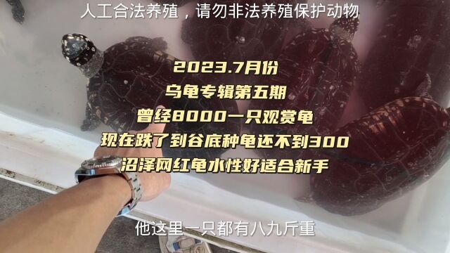 曾经8000一只观赏龟,现在跌了到谷底种龟还不到300,沼泽网红龟水性好适合新手