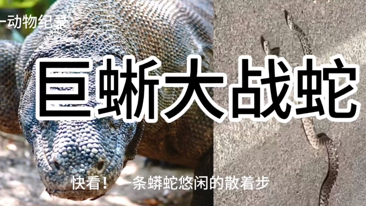 蟒蛇与巨蜥大战,狭路相逢,究竟谁胜谁负?