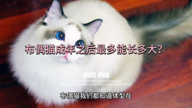 布偶猫成年之后最多能长多大?