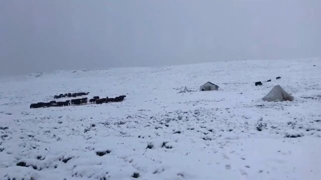 青海玉树七月飞雪:牛羊雪中觅食,大雪覆盖建筑山川一片银装素裹