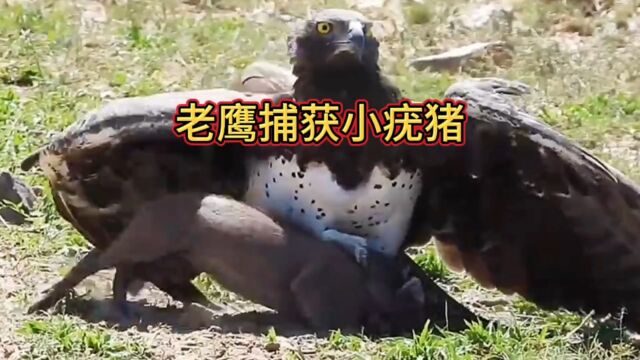 老鹰捕猎疣猪幼崽