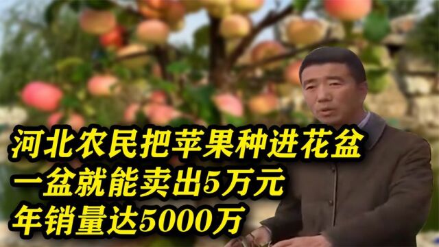 河北农民把苹果种进花盆里,一盆竟能卖出5万元,年销量达5000万