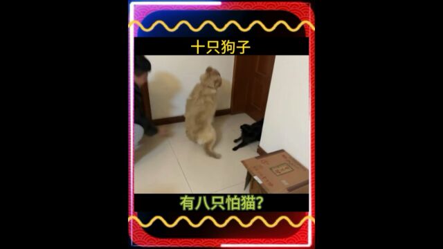 十只狗子有八只怕猫?