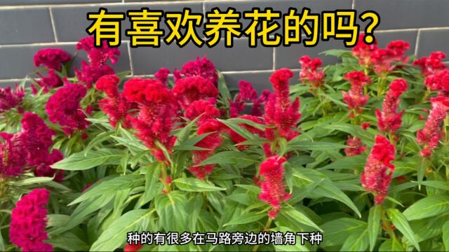 矮的是牵牛花,路边看到红色的鸡冠花很漂亮.