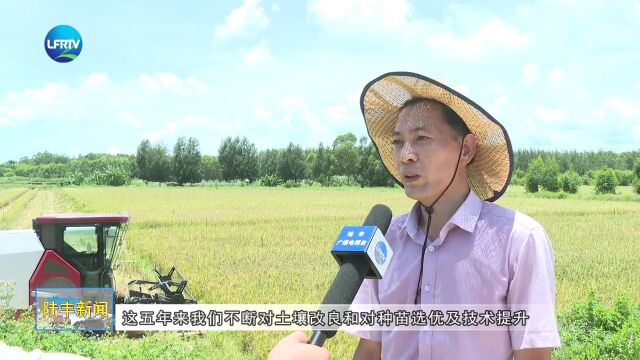 “双抢”农忙时 红米飘香显特色 甲东镇300亩红米成熟收割