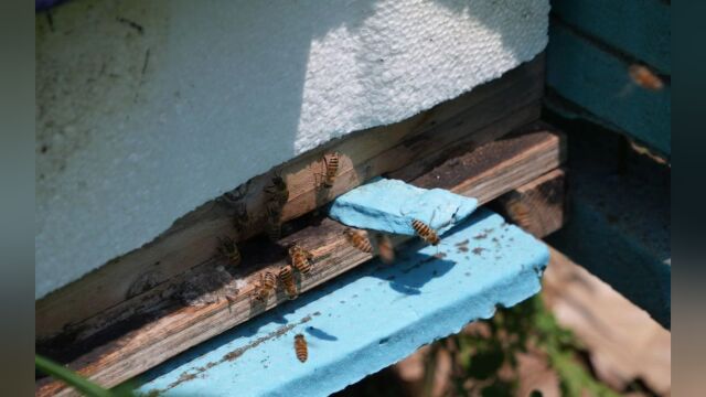 视频|高温干旱下荆条花蜜歉收,京郊蜂农补充饲喂自救