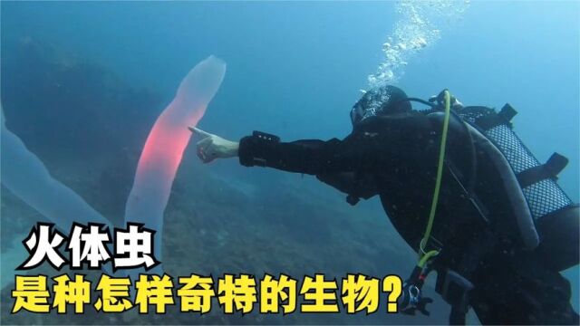 不可思议的“海底塑料袋”,长相奇特还会发光,这到底是什么?