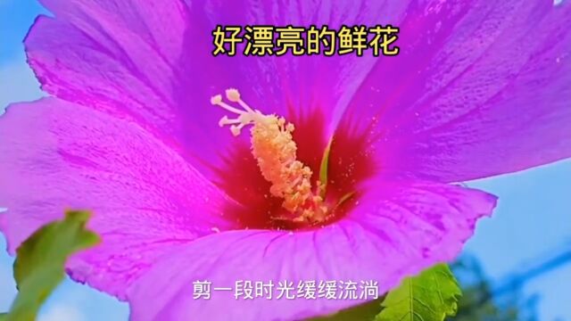 有喜欢养花的吗.爱花护花