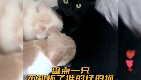 盘点一只不知怀了谁的仔的猫_高清1080P在线观看平台_腾讯视频