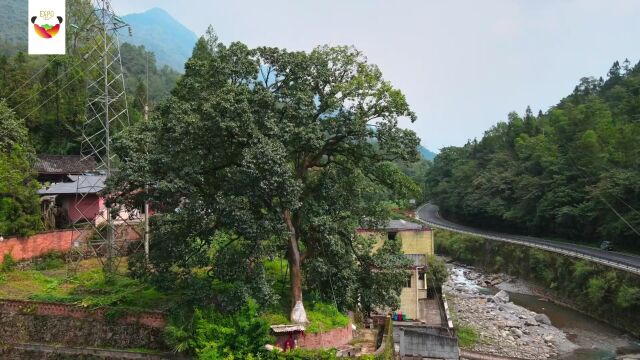 寻访古树|西岭黄心夜合:满树黄花香千载