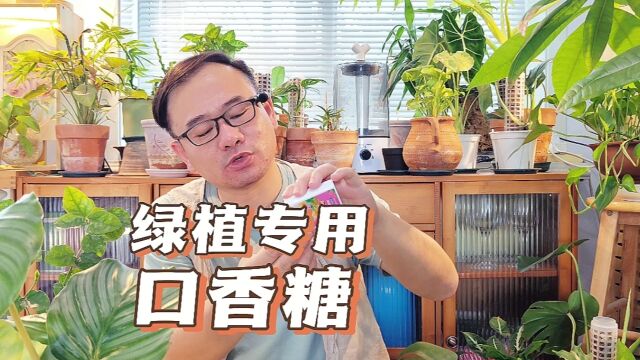 花草专用“口香糖”,植物缓释营养棒,全面补肥,不会烧根