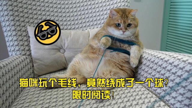 猫咪玩个毛线,竟然绕成了一个球?限时阅读!