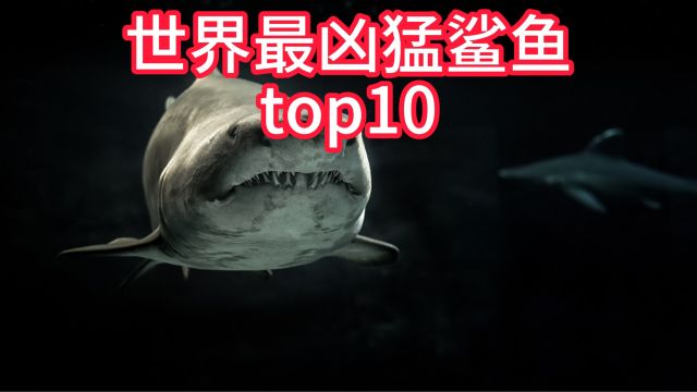 世界最凶猛鲨鱼top10