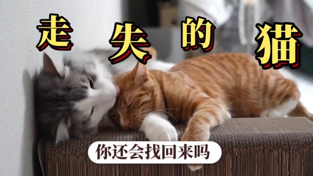 我和我的猫的故事,结局令人心痛