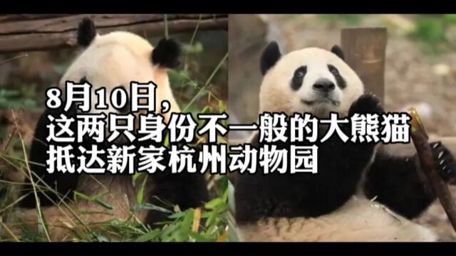 8月10日,这两只身份不一般的大熊猫抵达新家杭州动物园