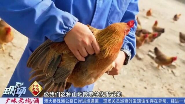 太好吃了吧!这两位名人“穿越”到清远,就为了干这事