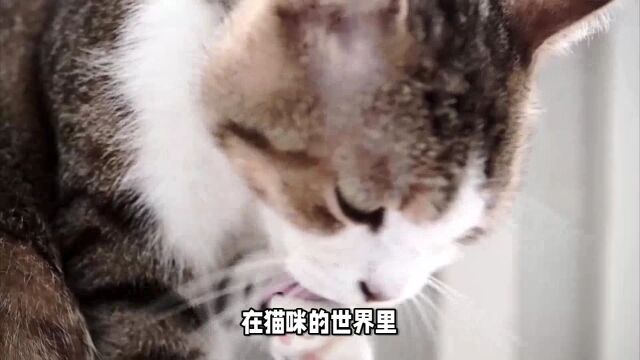 猫咪本能与宠物主人关注:舔毛行为的全面解析