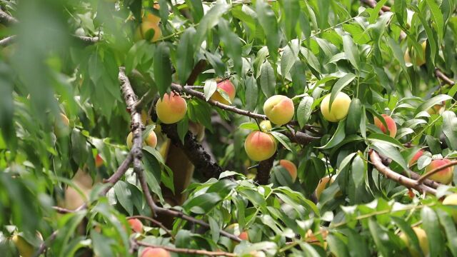 视频︱麻阳富硒黄桃:如“玫瑰” 绽放 , 果香飘四野