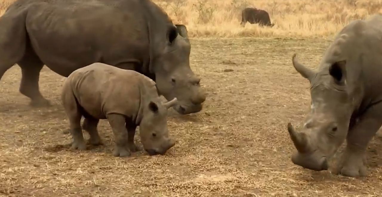 犀牛和河马都可以发声,低声吼叫还有咆哮都是它们的常规曲目