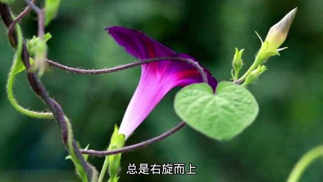 为什么牵牛花生长总是右旋而上?