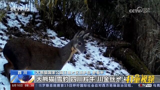 大熊猫国家公园王朗片区:加大保护力度,动植物种类数量逐年增长