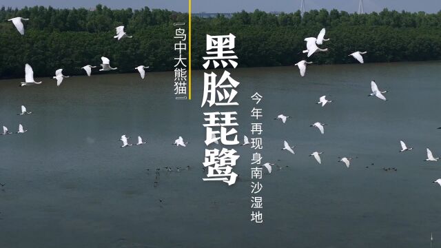 独家直击鸟中大熊猫黑脸琵鹭今年再现身广州